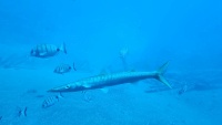 Fische